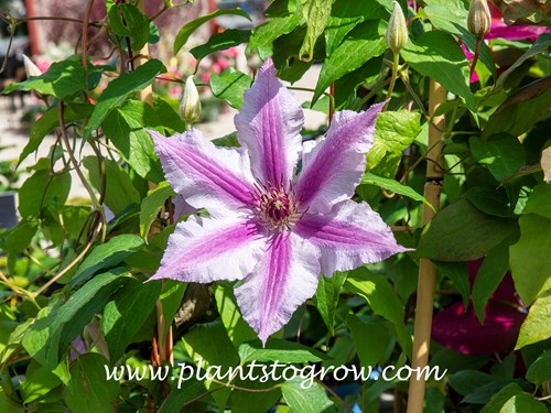 Clematis Cherokee (Clematis)
Large single flowers on compact plants.